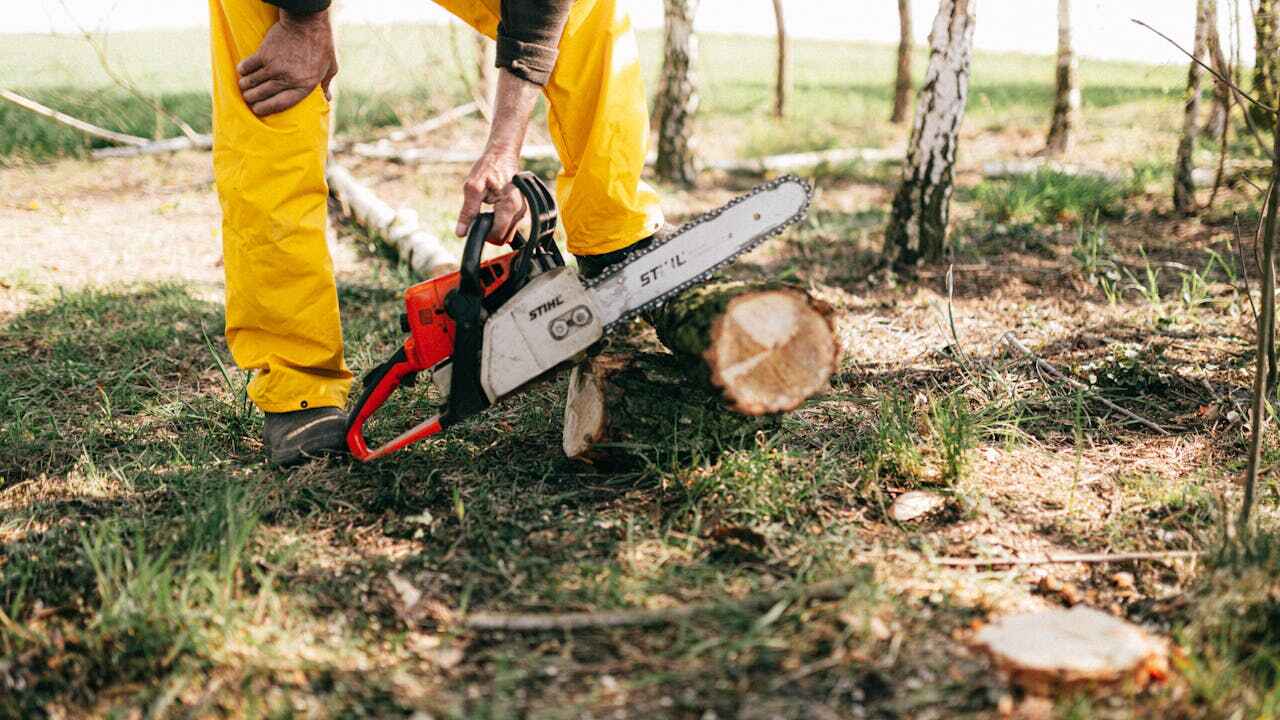 Best Large Tree Removal  in Redby, MN